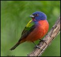 _8SB8902 painted bunting